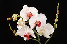 ارکیده فالانوپسیس